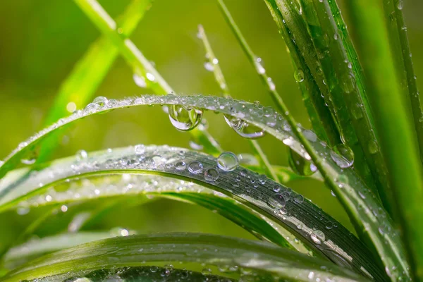 Grama Verde Natureza Com Gotas Chuva — Fotografia de Stock