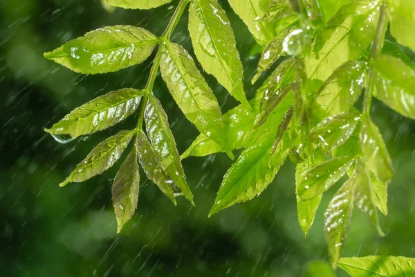 Zielony Liść Krople Deszczu Lecie Przyrodzie Rozwija Się Wiatr — Zdjęcie stockowe