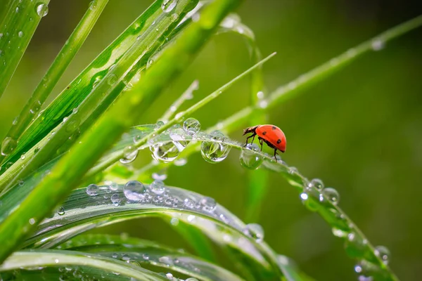 雨滴と自然の緑の草 — ストック写真