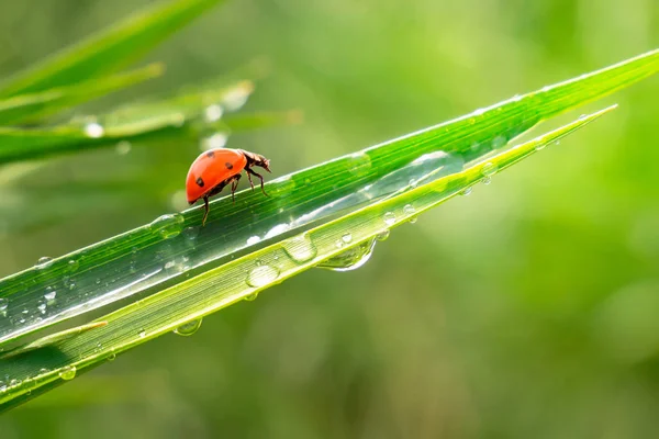 Grönt Gräs Naturen Med Regndroppar — Stockfoto