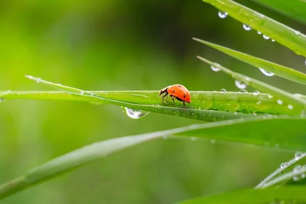 Зеленая Трава Природе Каплями Дождя — стоковое фото