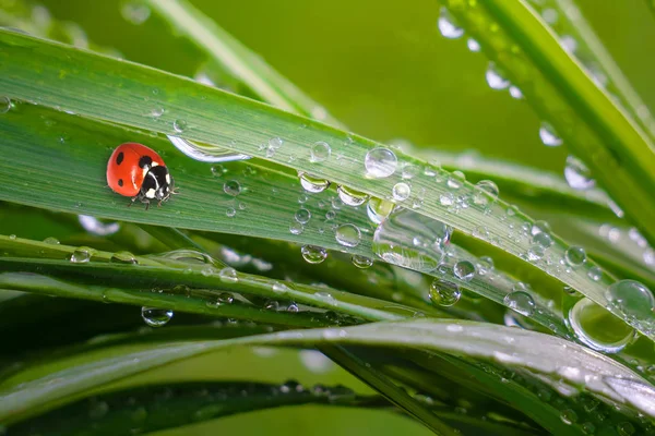 Zielona Trawa Przyrodzie Kroplami Deszczu — Zdjęcie stockowe