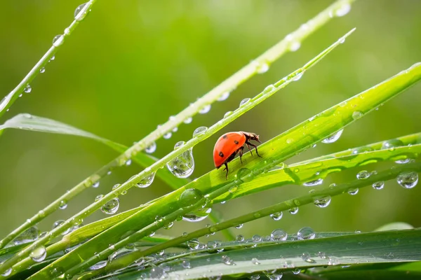 雨滴と自然の緑の草 — ストック写真