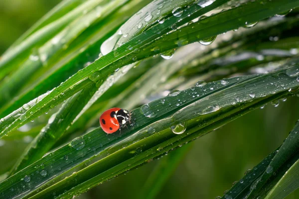 Зеленая Трава Природе Каплями Дождя — стоковое фото