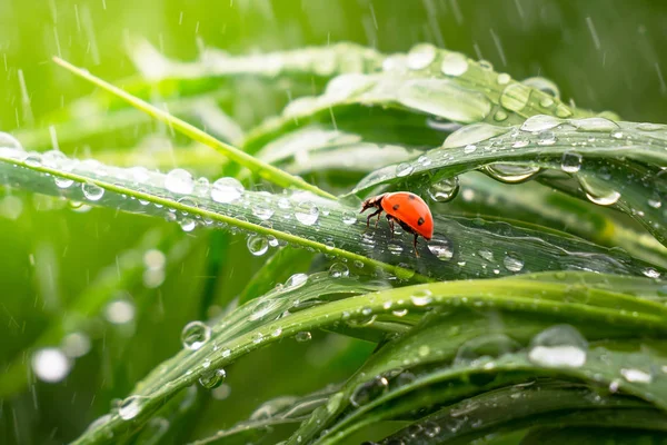 Yeşil çimenler yağmur damlalarıyla birlikte