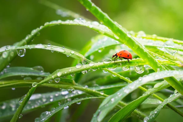 雨滴と自然の緑の草 — ストック写真