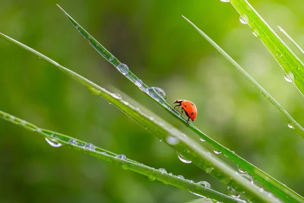 Grönt Gräs Naturen Med Regndroppar — Stockfoto