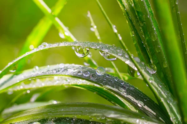 Grama Verde Natureza Com Gotas Chuva — Fotografia de Stock