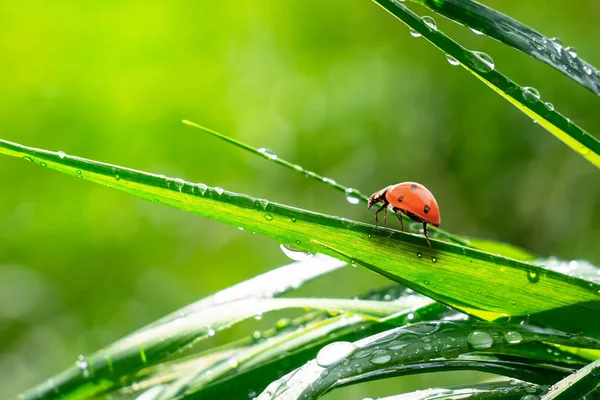 Grönt Gräs Naturen Med Regndroppar — Stockfoto