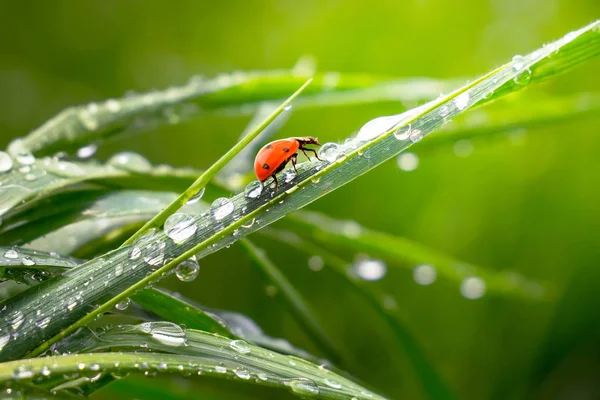 Green Grass Nature Raindrops Stock Picture