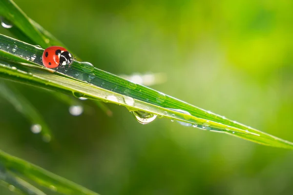 Green Grass Nature Raindrops Stock Photo