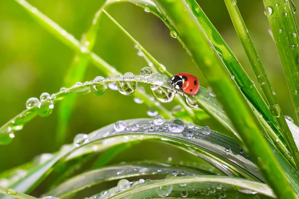 Green Grass Nature Raindrops Stock Image