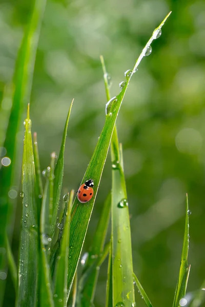 Green Grass Nature Raindrops Royalty Free Stock Photos