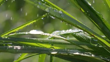 Yeşil çimenler yağmur damlalarıyla birlikte