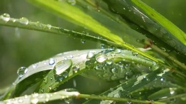 Yeşil çimenler yağmur damlalarıyla birlikte