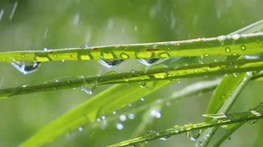 Yeşil çimenler yağmur damlalarıyla birlikte