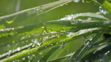 Yeşil çimenler yağmur damlalarıyla birlikte