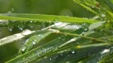 Yeşil çimenler yağmur damlalarıyla birlikte