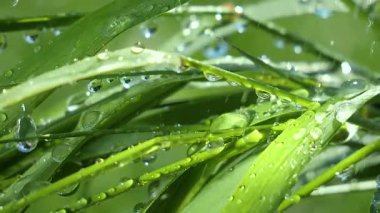 Yeşil çimenler yağmur damlalarıyla birlikte