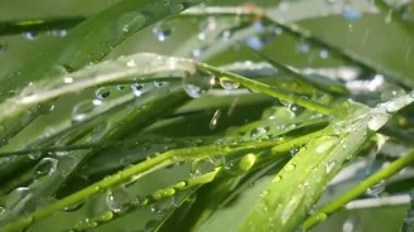 Yeşil çimenler yağmur damlalarıyla birlikte