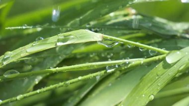 Yeşil çimenler yağmur damlalarıyla birlikte