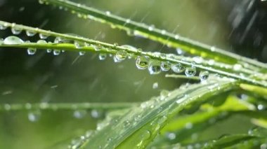 Yeşil çimenler yağmur damlalarıyla birlikte