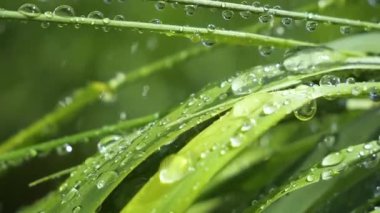 Yeşil çimenler yağmur damlalarıyla birlikte