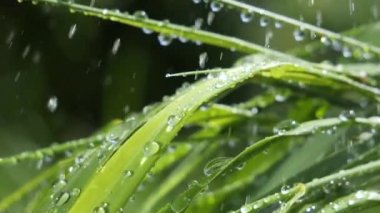 Yeşil çimenler yağmur damlalarıyla birlikte