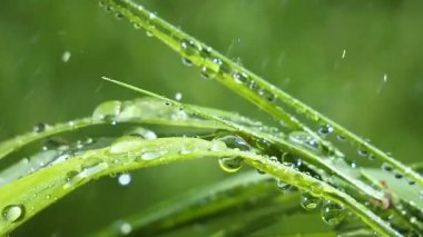 Yeşil çimenler yağmur damlalarıyla birlikte
