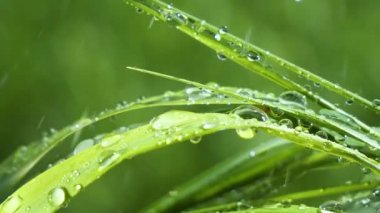 Yeşil çimenler yağmur damlalarıyla birlikte