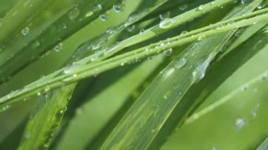 Yeşil çimenler yağmur damlalarıyla birlikte