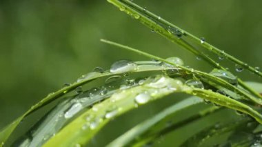 Yeşil çimenler yağmur damlalarıyla birlikte