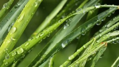 Yeşil çimenler yağmur damlalarıyla birlikte