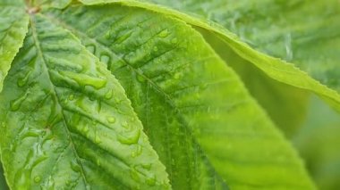 Doğada yaz aylarında yağmur damlaları ile yeşil yaprak rüzgar gelişir