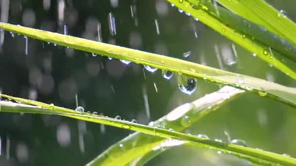 Hierba Verde Naturaleza Con Gotas Lluvia — Vídeos de Stock