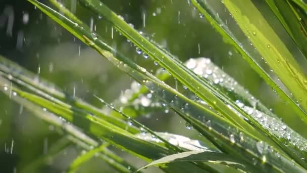 Hierba Verde Naturaleza Con Gotas Lluvia — Vídeos de Stock