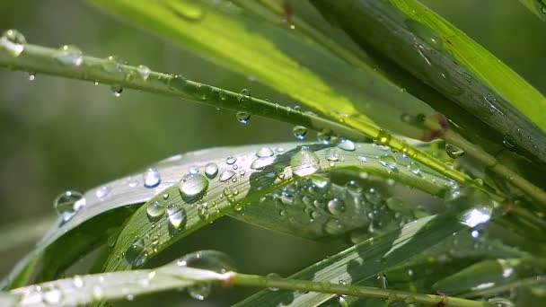 Grönt Gräs Naturen Med Regndroppar — Stockvideo