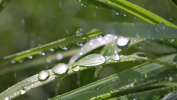 Hierba Verde Naturaleza Con Gotas Lluvia — Vídeo de stock