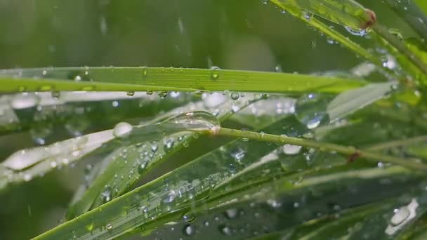 Hierba Verde Naturaleza Con Gotas Lluvia — Vídeo de stock