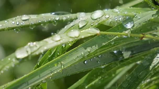 Grama Verde Natureza Com Gotas Chuva — Vídeo de Stock