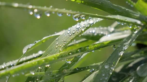 Hierba Verde Naturaleza Con Gotas Lluvia — Vídeo de stock