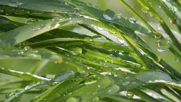 Grama Verde Natureza Com Gotas Chuva — Vídeo de Stock