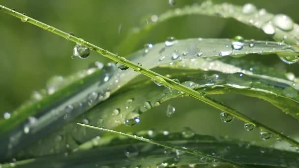 Hierba Verde Naturaleza Con Gotas Lluvia — Vídeos de Stock