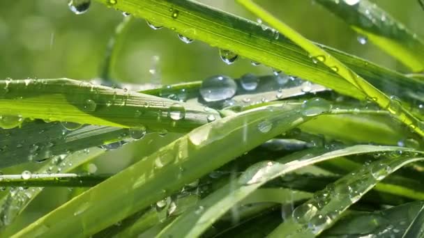 Hierba Verde Naturaleza Con Gotas Lluvia — Vídeos de Stock