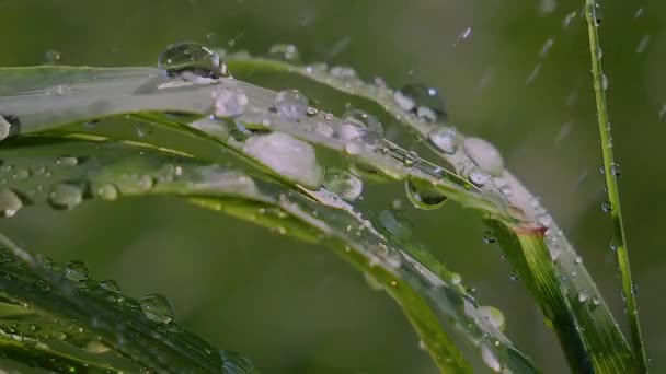 Hierba Verde Naturaleza Con Gotas Lluvia — Vídeos de Stock