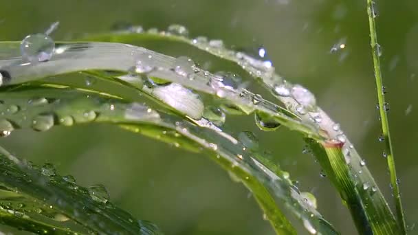 Hierba Verde Naturaleza Con Gotas Lluvia — Vídeos de Stock