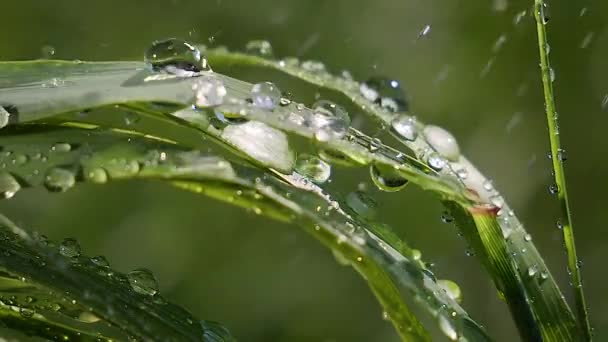 Hierba Verde Naturaleza Con Gotas Lluvia — Vídeo de stock