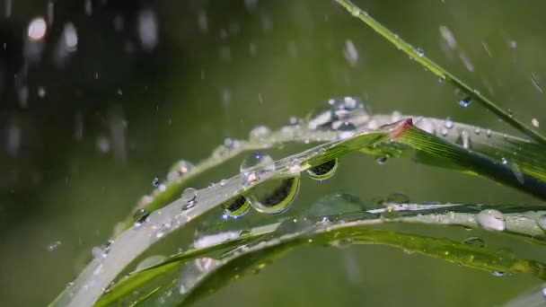 Hierba Verde Naturaleza Con Gotas Lluvia — Vídeos de Stock