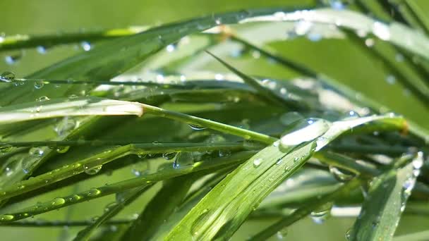 Green Grass Nature Raindrops — Stock Video