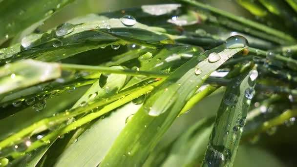 Green Grass Nature Raindrops — Stock Video